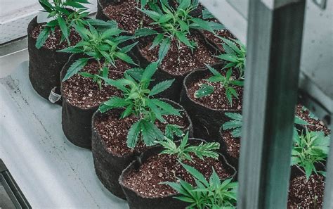 Former baby food plant to start growing marijuana